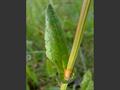 Garden sorrel، sorrel، common dock، حَماض، ترشه، حمیضه، ساق تروشک
